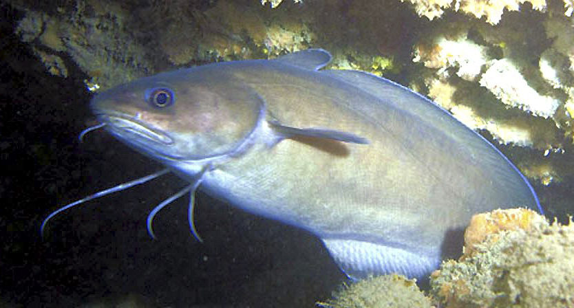Phycis phycis_333
